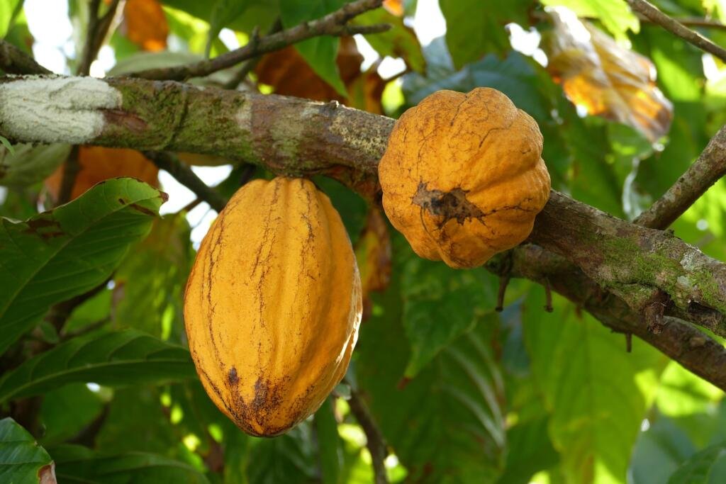two yellow cacao pods in the tree. cacao crop in production